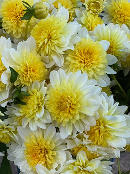 Paso Doble Dahlia Tuber