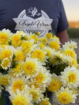 Paso Doble Dahlia Tuber